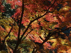 花・草木9