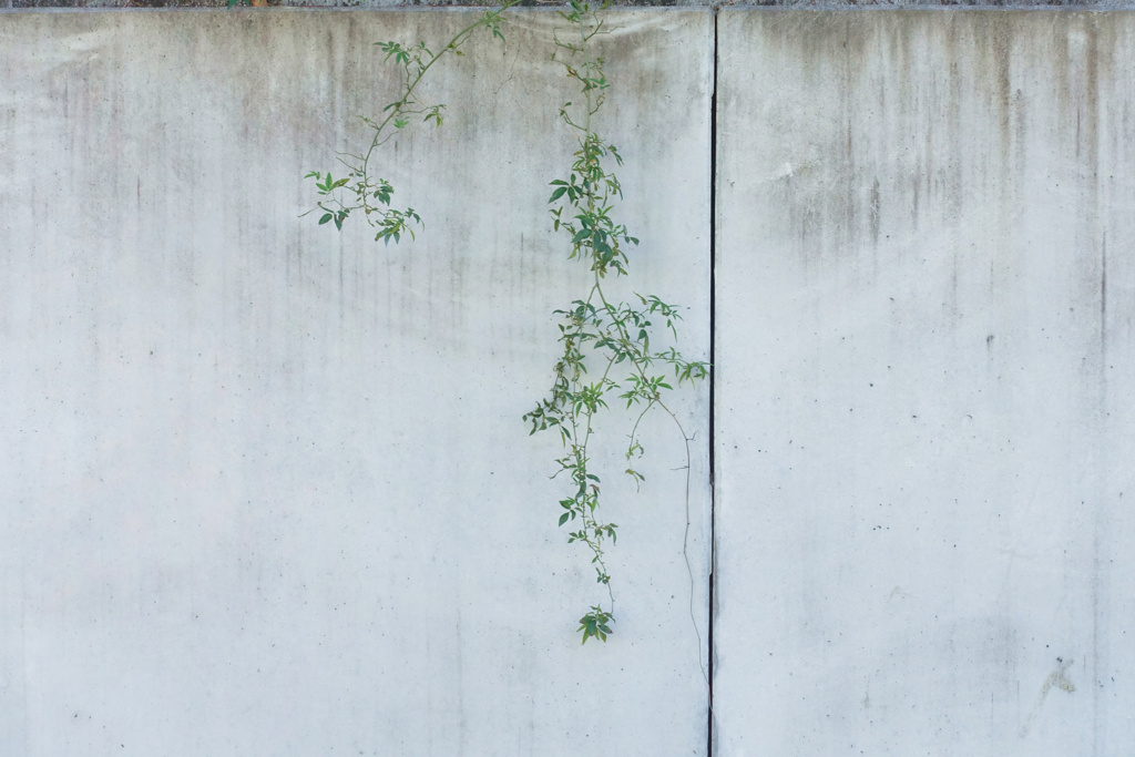 花・草木2
