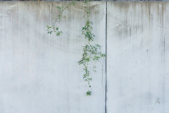 花・草木2