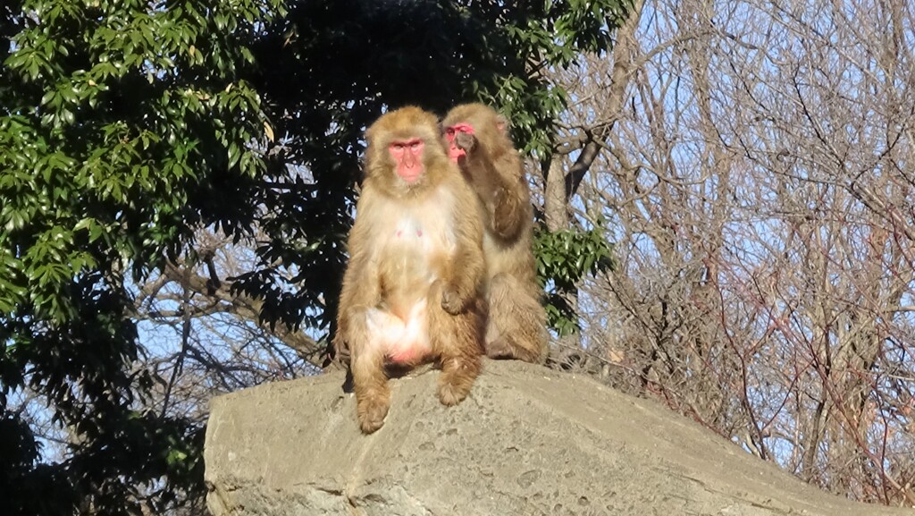 ボス、人間の世界じゃ今日は特別な日らしいです