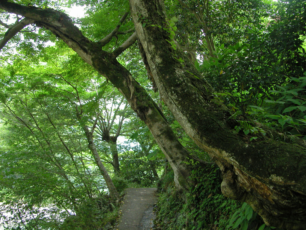メモリーズ（2003）御岳渓谷遊歩道4