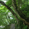 メモリーズ（2003）御岳渓谷遊歩道4