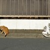 2021年元旦　2匹の猫の物語1