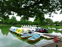 川越公園ボート池 ブラックスワン1
