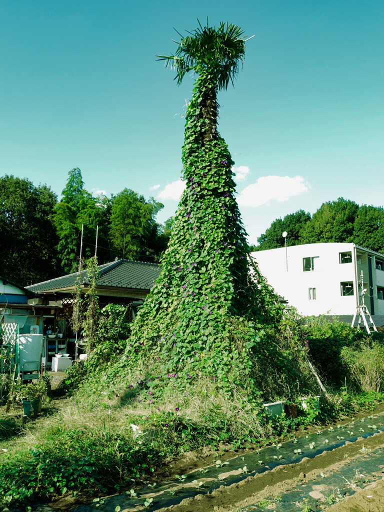 川越小景 45