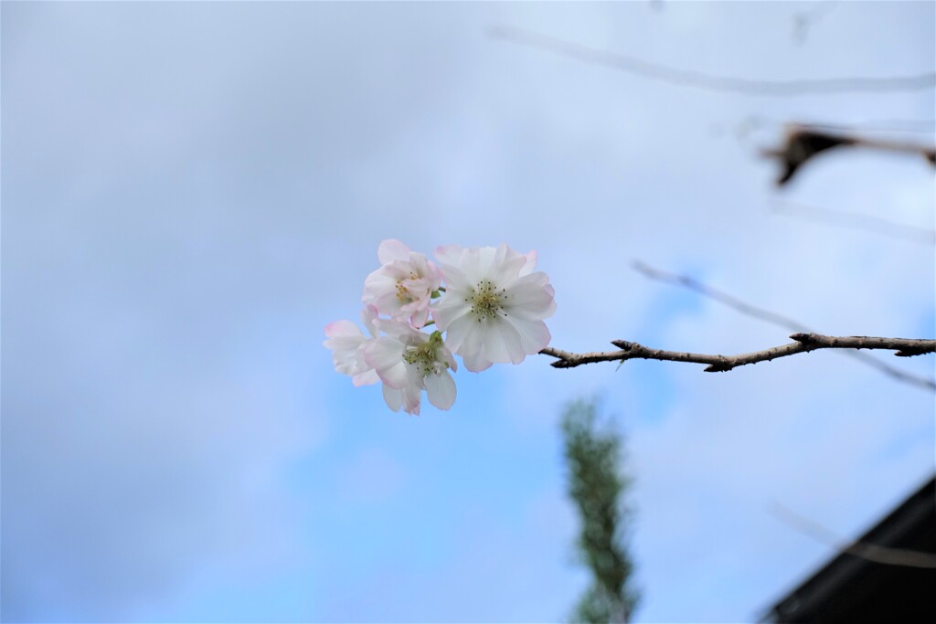 花・草木17