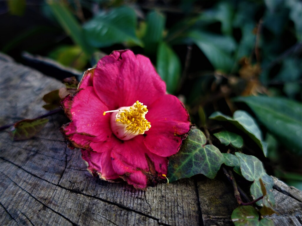君は薔薇より美しい