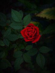 花・草木10