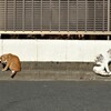 2021年元旦　2匹の猫の物語2
