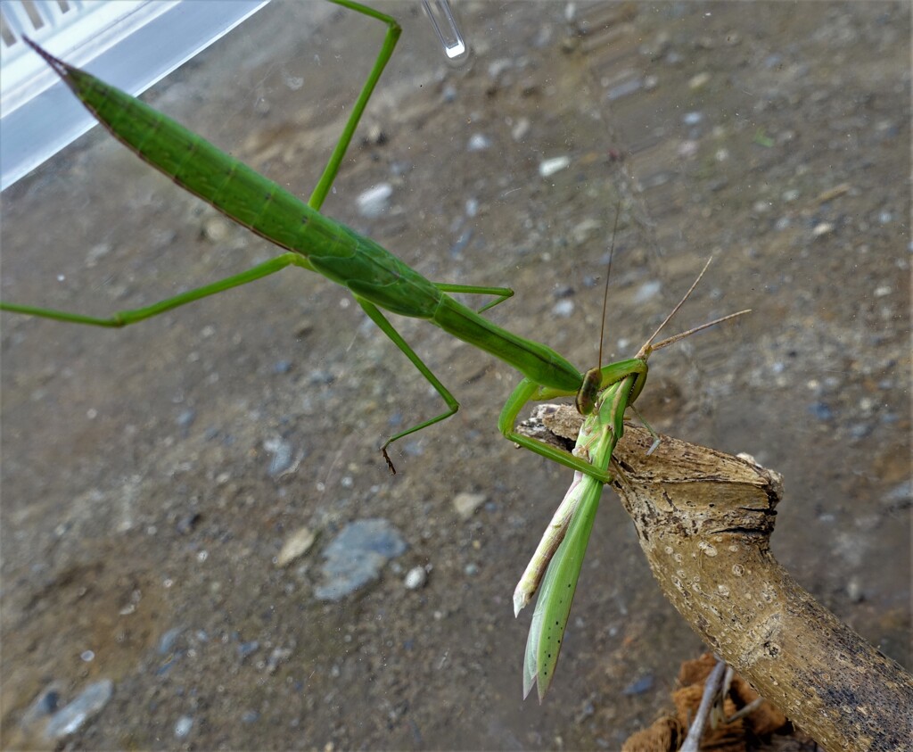 弱肉強食 (注.カマキリがバッタを捕食している写真です）