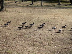 智光山公園の鴨2（お腹空いた～）