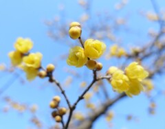 花・草木20