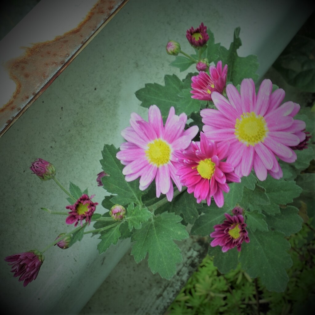 花・草木14