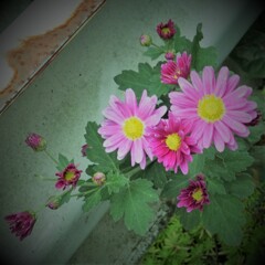 花・草木14