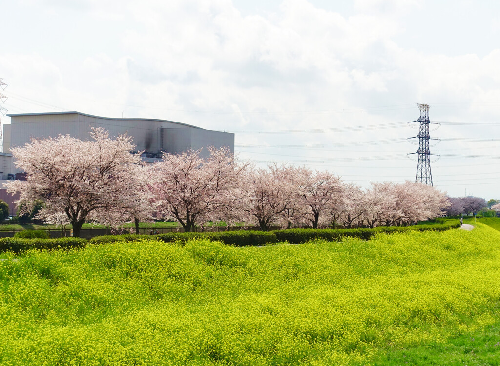 埼玉県川越市 小畔川土手の 菜の花と桜並木