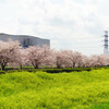 埼玉県川越市 小畔川土手の 菜の花と桜並木