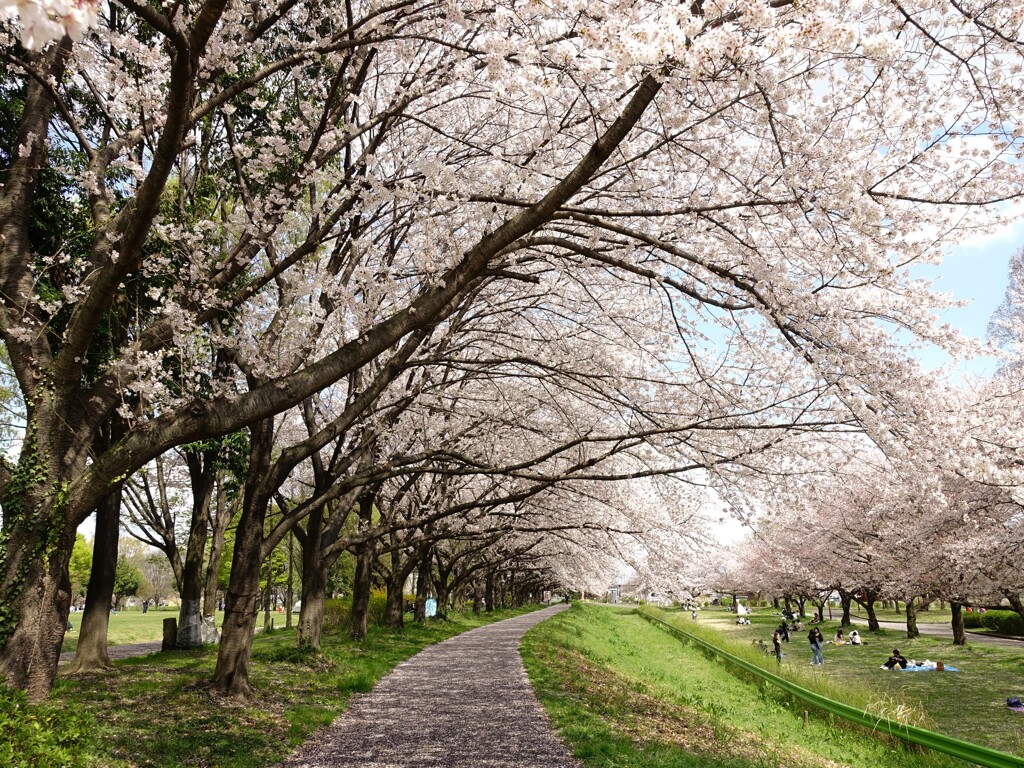 埼玉県 川越公園の桜並木