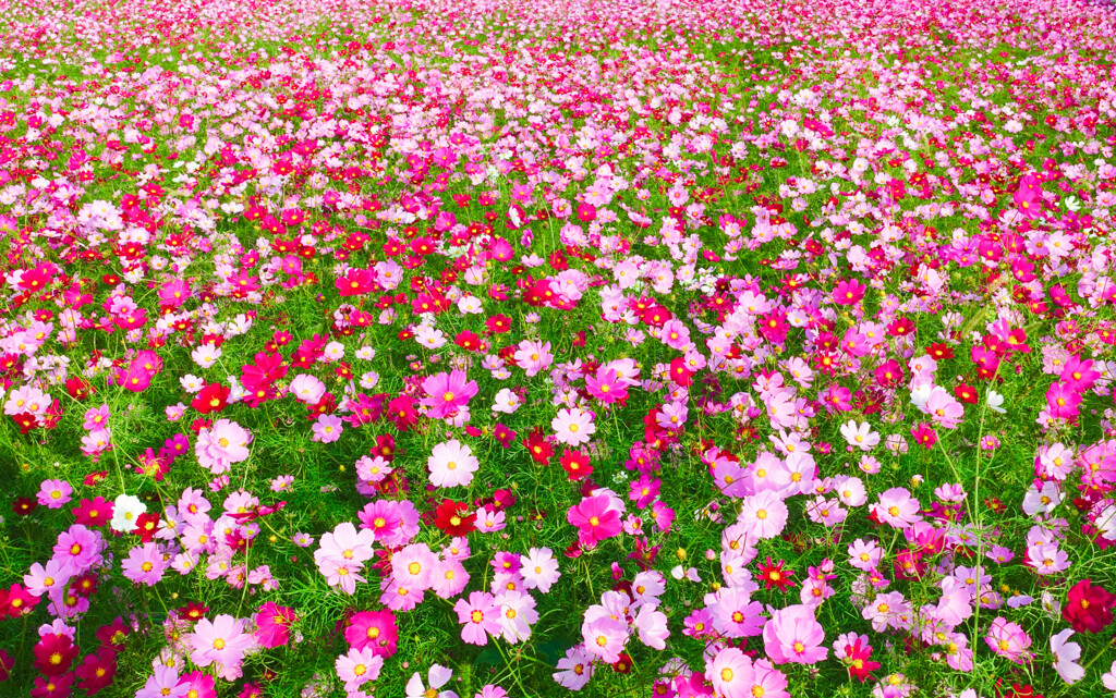花・草木16