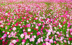 花・草木16