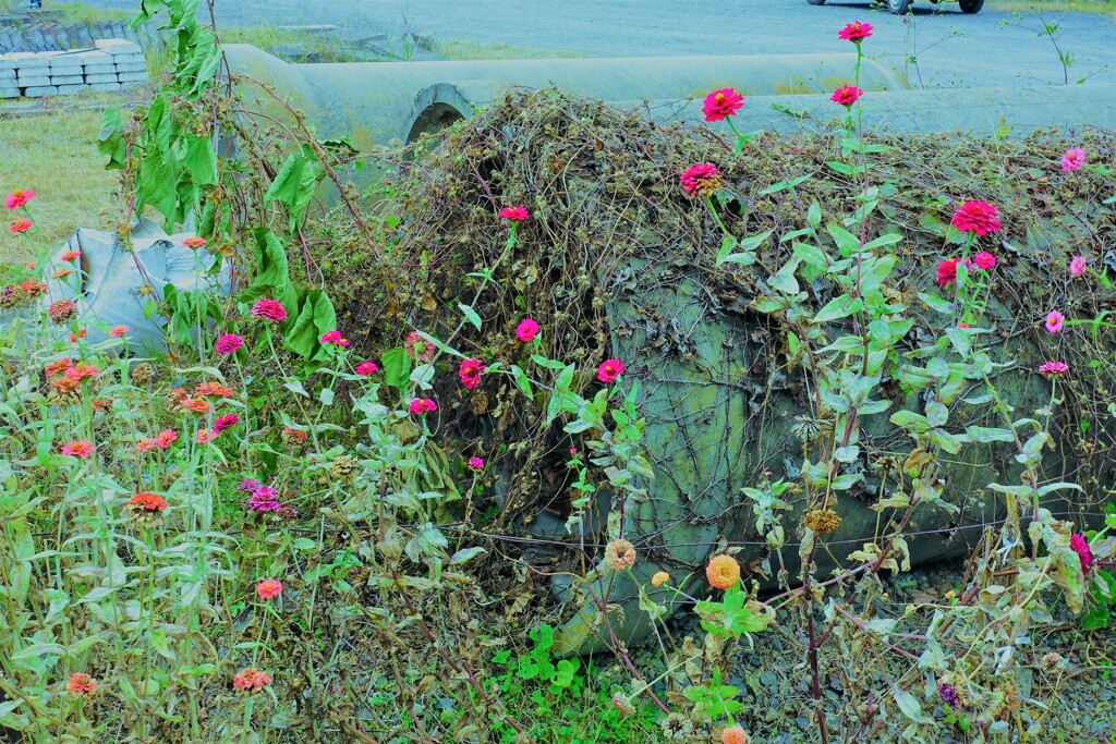 荒れ地に咲く花