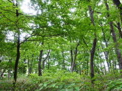 鎌倉道 武蔵野の雑木林2