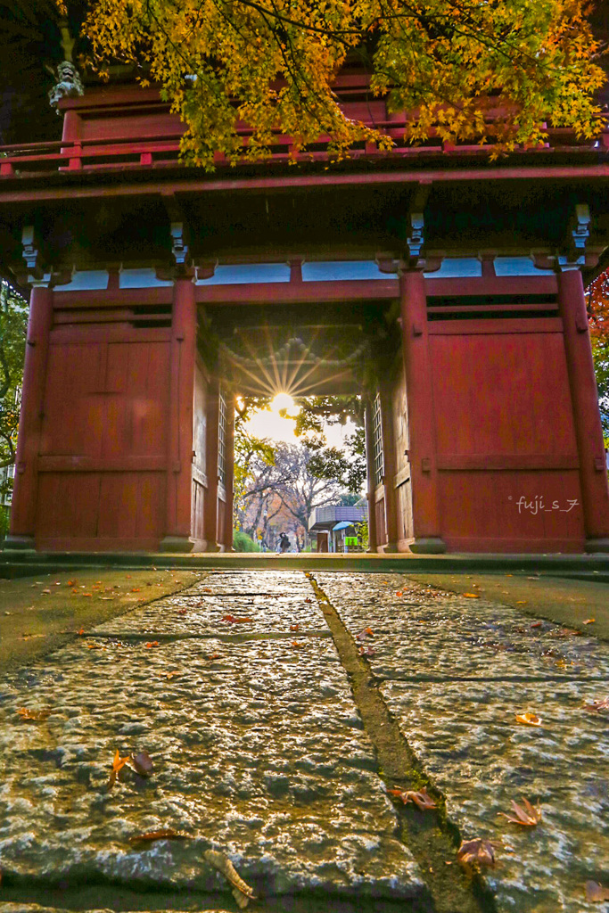金色の朝