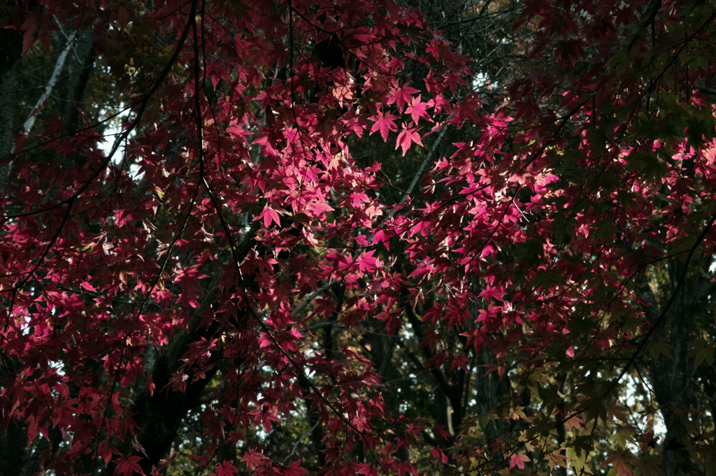 里山のもみじ3