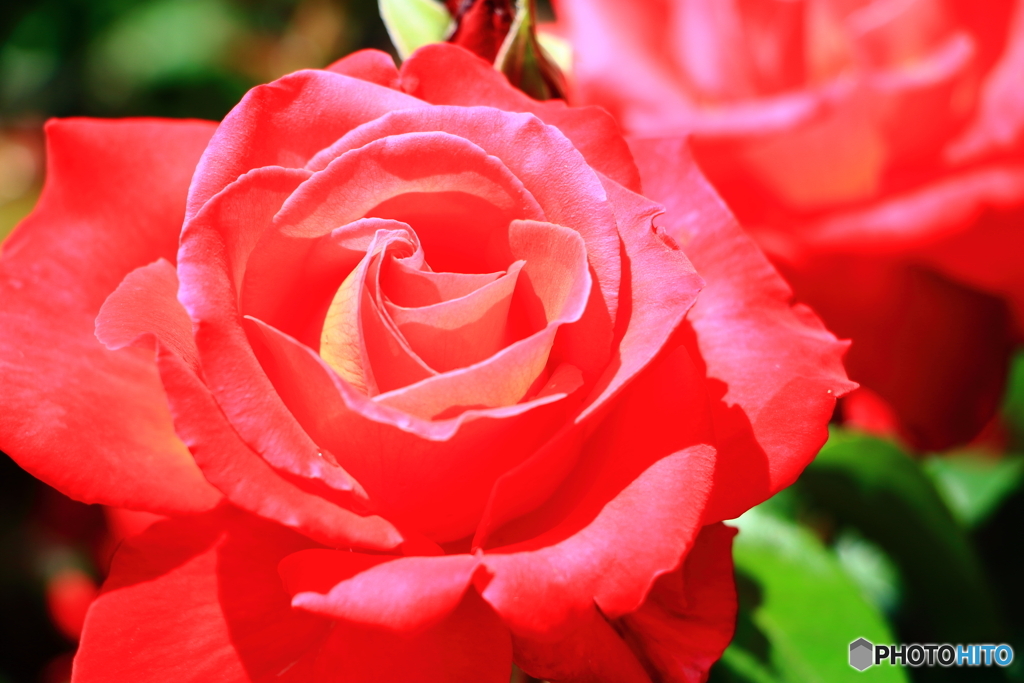 京成バラ園（1/2）