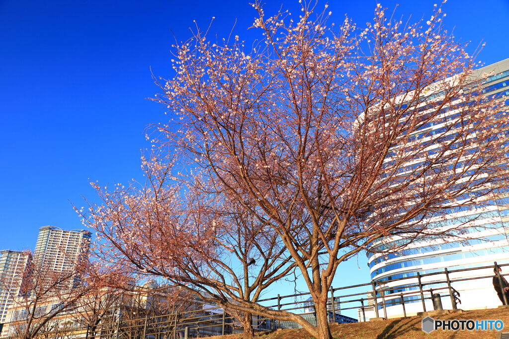 冬の桜