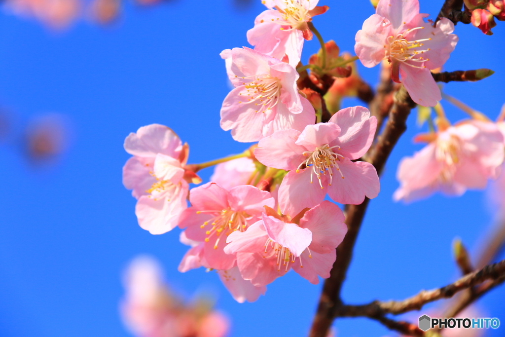 2月の桜
