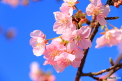 2月の桜