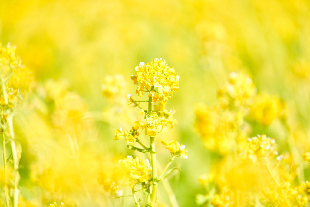 菜の花