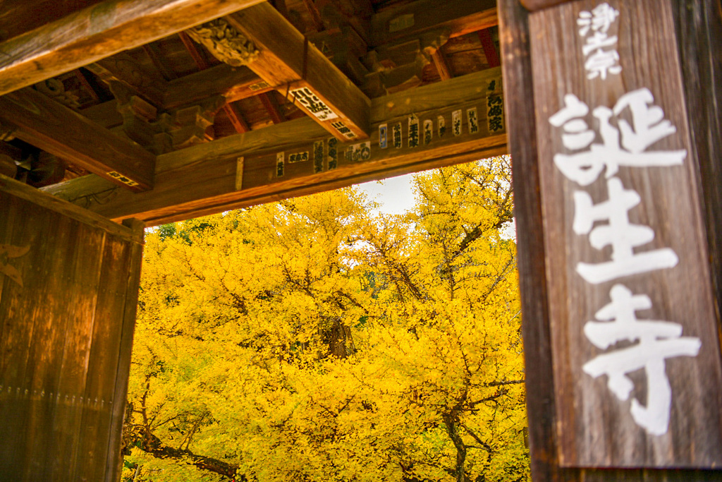 誕生寺