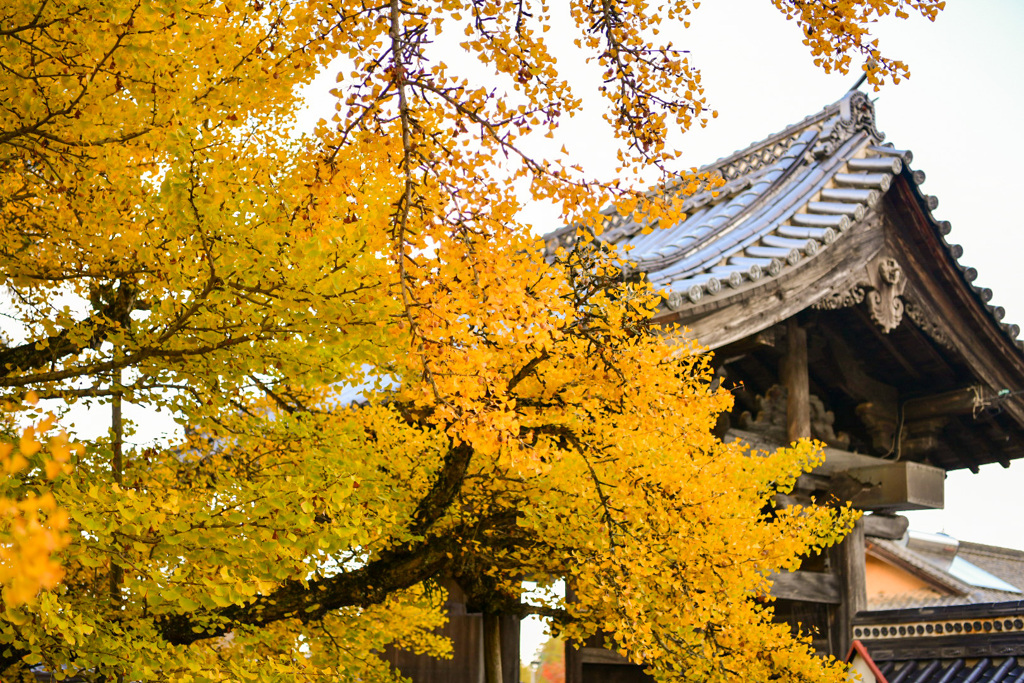 誕生寺