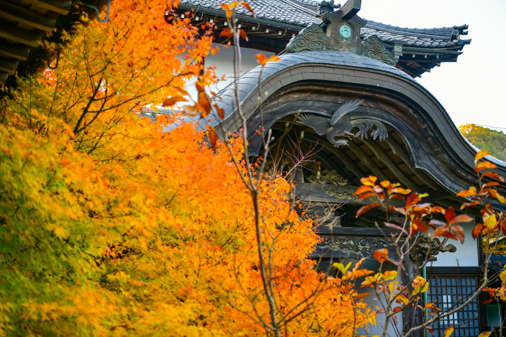 誕生寺