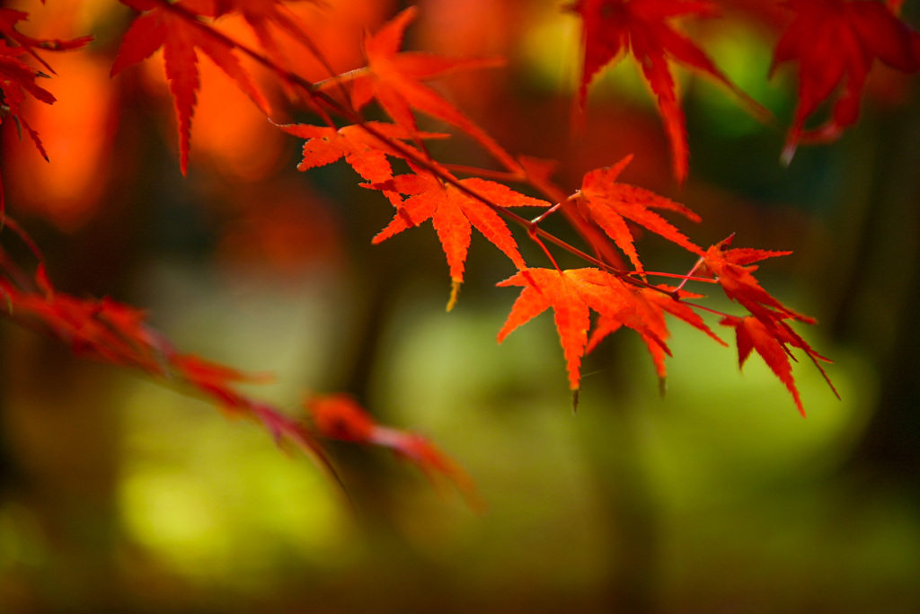 曹源寺