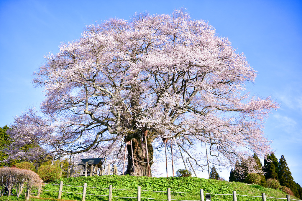 醍醐桜