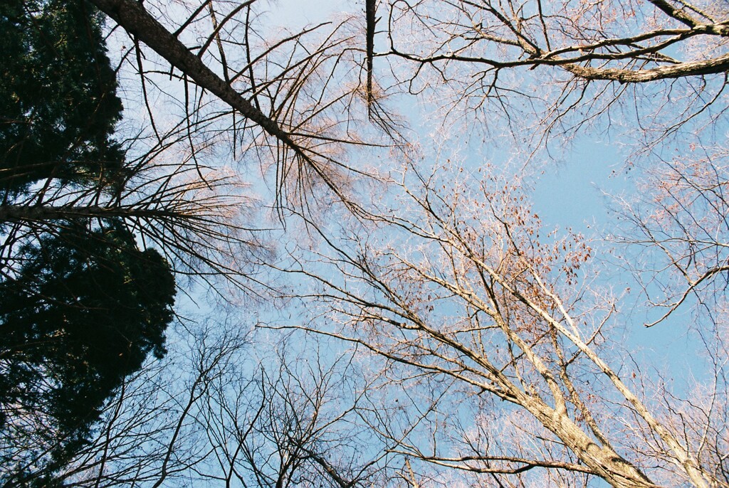 枝 2