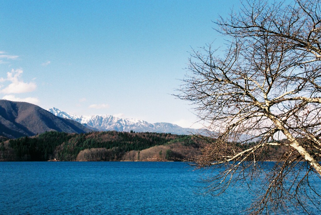 青と木と湖