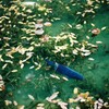 モネの池