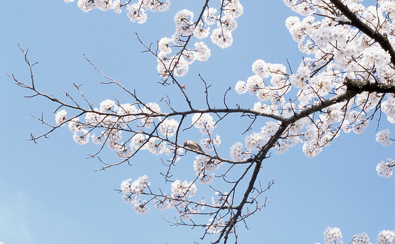 味見花見