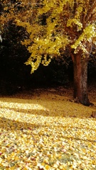 IMG_20201115_153005
