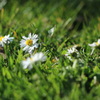 サンフランシスコの花