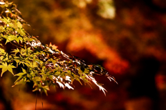 縮景園の紅葉ライトアップ