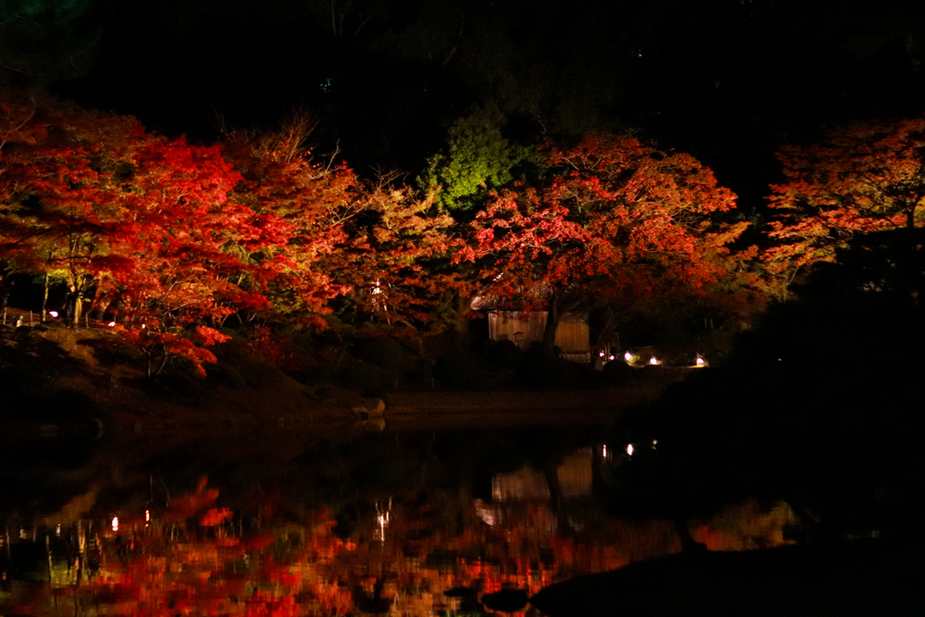 縮景園の紅葉ライトアップ