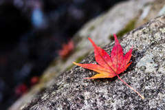 三景園の紅葉