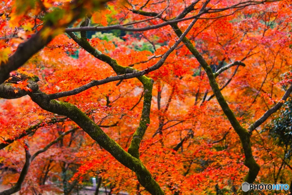 綺麗な紅葉を支える木