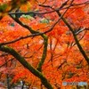 綺麗な紅葉を支える木