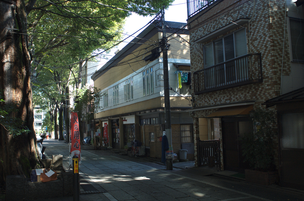 鬼子母神前ケヤキ並木　雑司が谷案内処前にて
