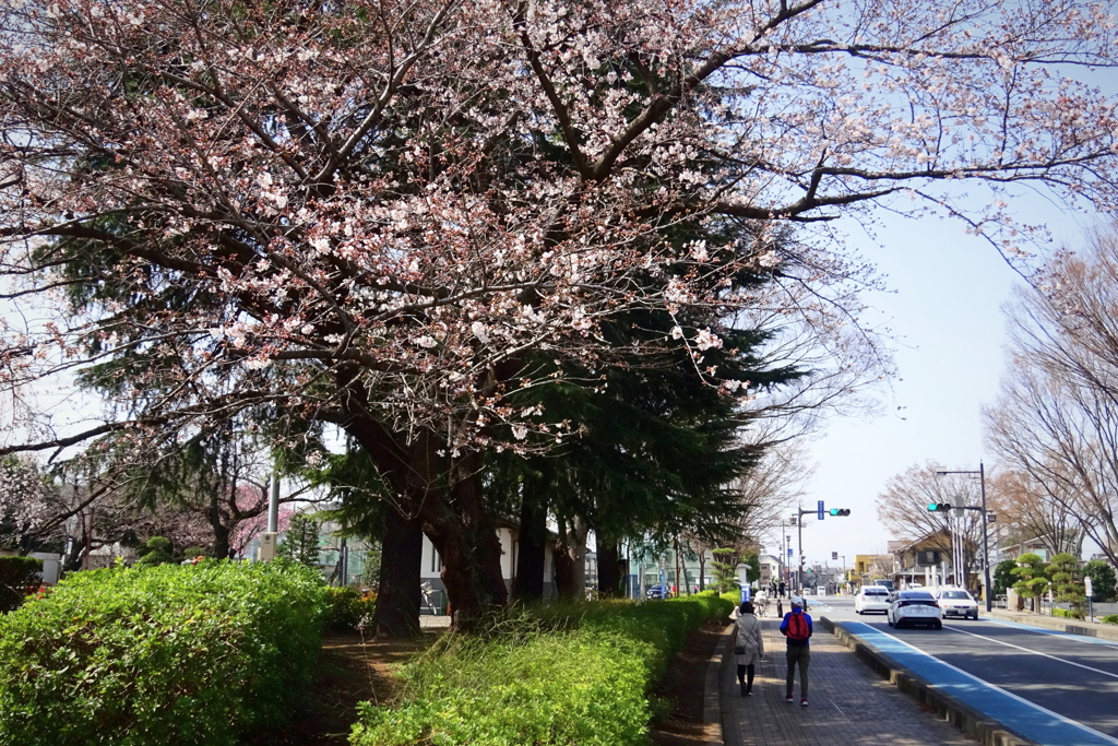 川越市初雁球場周辺にて2021年3月19日